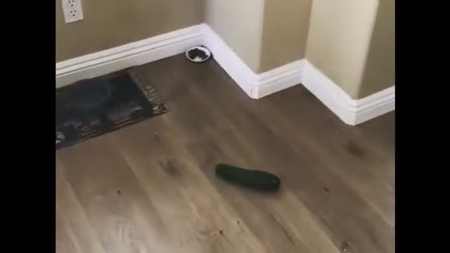Cats vs Cucumber 2019 EVIL Compilation ? смотреть онлайн