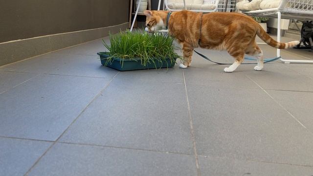 I want to go outside right meow! смотреть онлайн