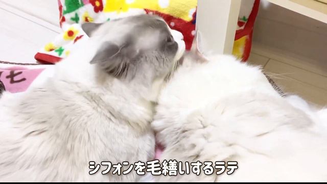 【猫ちゃん紹介】③シフォン🐾可愛い鳴き声でおねだりする猫は こちらです смотреть онлайн
