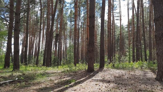 Сосновый лес. Легкий шум весеннего леса. смотреть онлайн