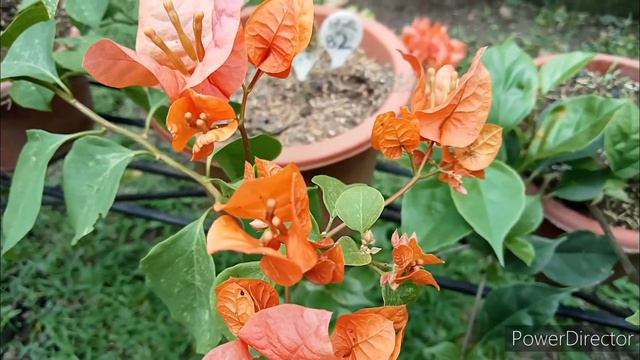DAZZLING SUMMER ORANGE BOUGAINVILLEA #bougainvillea #viral #trending #fyp #viralvideo #trendingvide смотреть онлайн