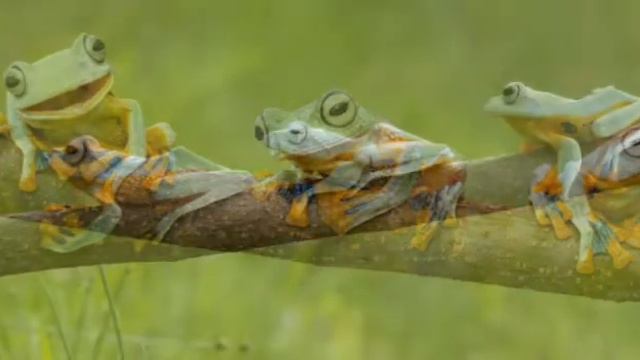 Притча. Три лягушки. смотреть онлайн