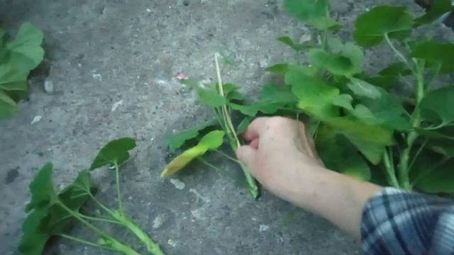черенкую пеларгонии смотреть онлайн