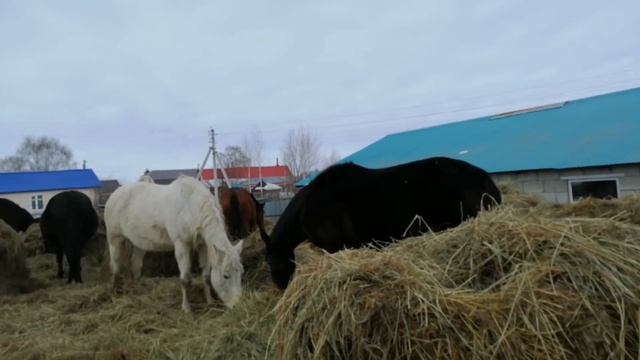 Лошади//теплые деньки// корма навалом.