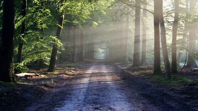 Sounds of nature • Forest noise • Звуки природы • Шум леса смотреть онлайн