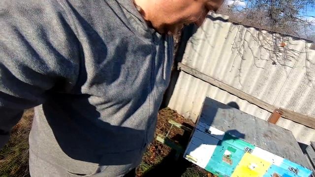 Экстренный облёт пчёл! Не выдержал вынес пять семей пчёл из зимовника! Так когда же выставлять пчёл смотреть онлайн