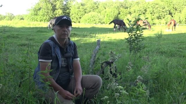 О том, что такое лошадь для русского человека. смотреть онлайн