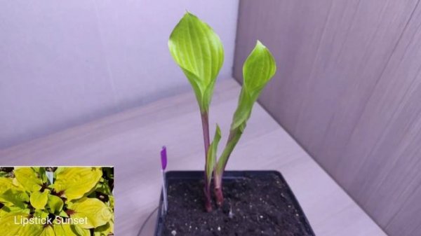 Хосты от Fransen Hostas... пополнение 2023...обзор сортов ( 2 часть) #hosta#francenhostas#обзорсорт
