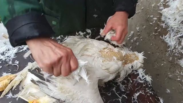 Обзор и тест перощипательной насадки на дрель. Перосъемный барабан для ощипывания кур и гусей. смотреть онлайн