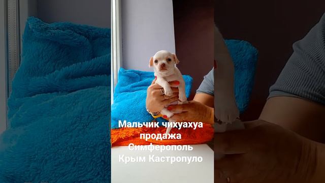 продажа чихуахуа мальчик, питомник собак чихуахуа Кастропуло Крым Симферополь купить щенка мини смотреть онлайн