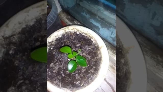 Мурайя из семян часть 1 смотреть онлайн