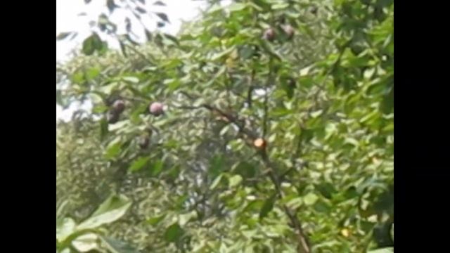 На опушке: слива и терн смотреть онлайн