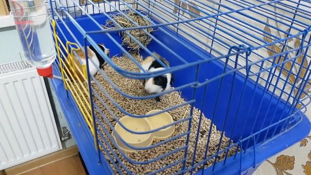 ЗНАКОМСТВО КРОЛИКОВ. ТЫ ЭТОГО ТОЧНО НЕ ЗНАЛ. Кролик Баффи и Лёлик. Реакция кота Макса / Галчата ТВ