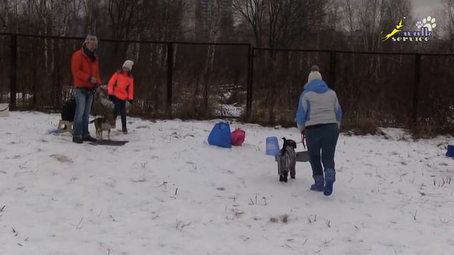 Приучение к подгону, использование подгона в отработке команды место, дрессировка ОКД собак смотреть онлайн