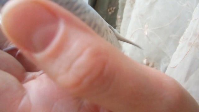 Видео для Натальи, волнистая малышка спенгл, нежнейшего бирюзового окраса! смотреть онлайн