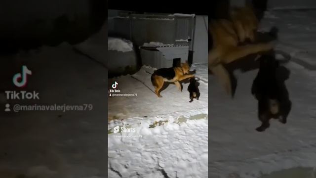 я только пришёл... #весело живём #юмор #dog #такса #приколы #рекомендации смотреть онлайн