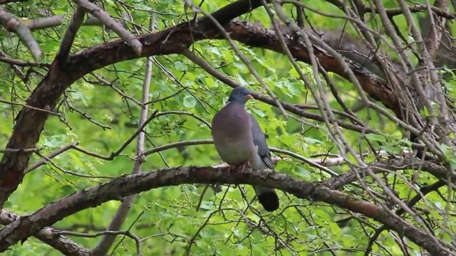 Вяхирь или витютень (Columba palumbus). смотреть онлайн