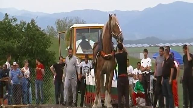 Най високия кон в света -Разлог 2015г смотреть онлайн