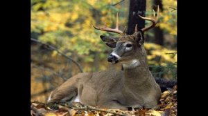 АИДА ВЕДИЩЕВА ЛЕСНОЙ ОЛЕНЬ 1971ГОД