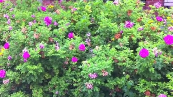 Rosa rugosa 'Hansa' - Rugosa Rose