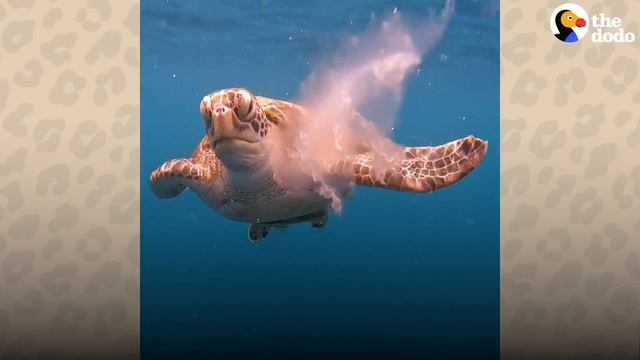 Sea Turtle Shares His Jellyfish With A Diver | The Dodo смотреть онлайн