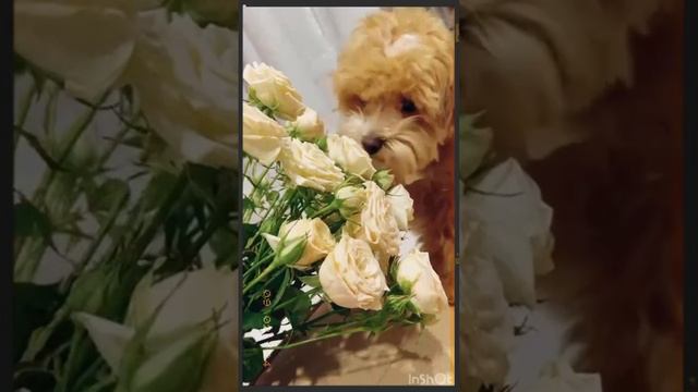 Мальтипушка F1 Оливка #мальтипу#мальтипушка#maltipoo#maltipu#щенкимальтипу#мальтипуоливка#цветы# смотреть онлайн