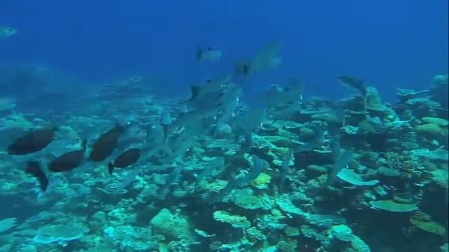 Barracuda (Latin Sphyraena Barracuda)