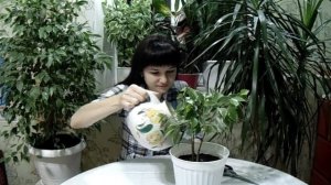 Плетение Фикуса Бенджамина косичкой.