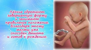 Развитие плода на 26 неделе беременности!