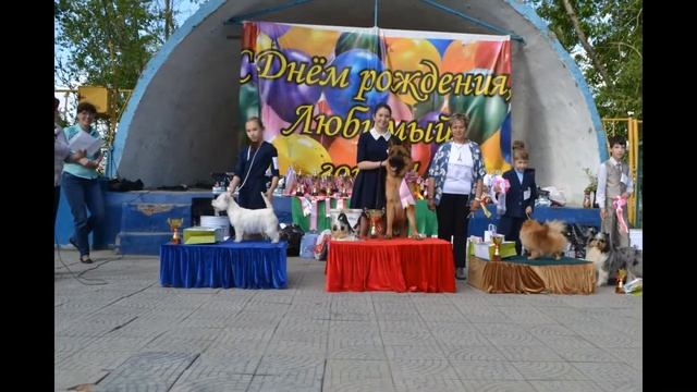 Конкурс "Юный Хендлер", 2017, эксперт Лакатош Юлия Александровна смотреть онлайн