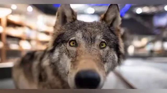 Звуки легенды (мем) 2021 смотреть онлайн