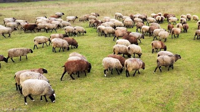 Расслабляющая музыка, чтобы успокоить разум, перестать думать ? Удалите внутренний гнев и грусть #1 смотреть онлайн