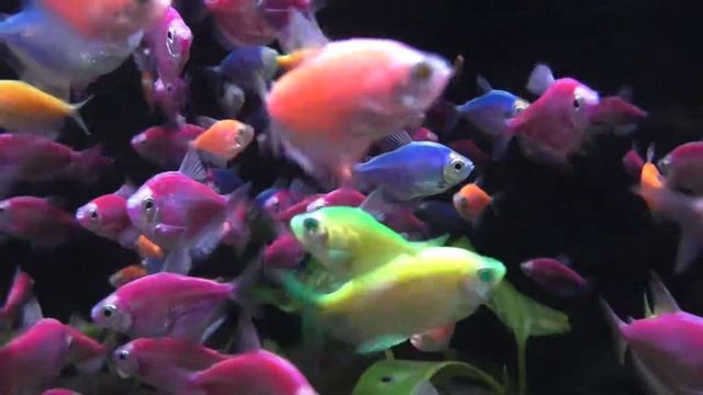 ТЕРНЕЦИИ. Глофиш. Glofish.