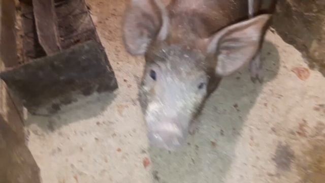 ЛЕТНИЙ ЗАГОН ДЛЯ СВИНЕЙ// ЛЕТНИК СВОИМИ РУКАМИ С ПОДРУЧНЫХ МАТЕРИАЛОВ смотреть онлайн