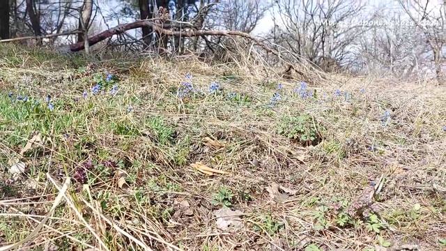 Пробуждение природы/Весна/Рамонский район/Воронежская обл/28 марта 2023г смотреть онлайн