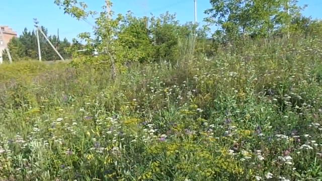 Гуляйте на свежем воздухе ежедневно. Пусть каждое утро радует нас!