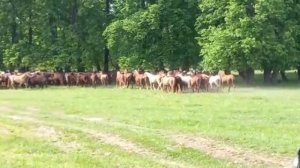 А Вы видели такое? ? Альфа-жеребец одолел молодого жеребца. Иерархия лошадей в табуне.