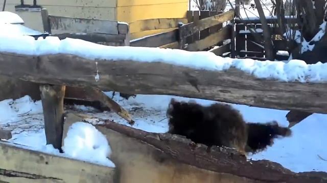 В деревне Додошино вторая зимовка свиней смотреть онлайн
