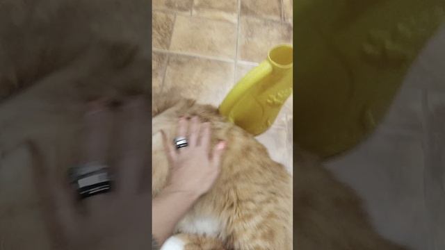 Бааааарсик