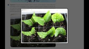 3 способа размножения садовой примулы