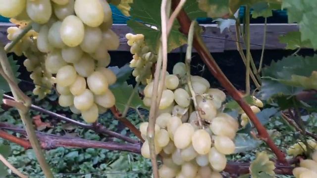 Виноград КАЮГА в ПОДМОСКОВЬЕ. Саженцы и Черенки Винограда. Сентябрь 2020. смотреть онлайн