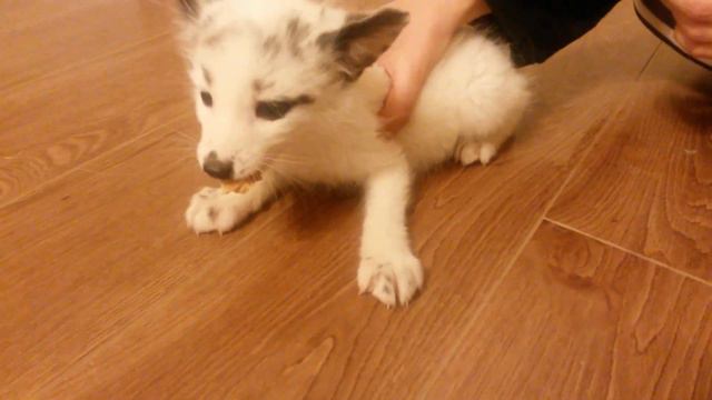 A little fox Vraska. The second day at home. Маленькая лиса Враска. Второй днь в новом доме. смотреть онлайн