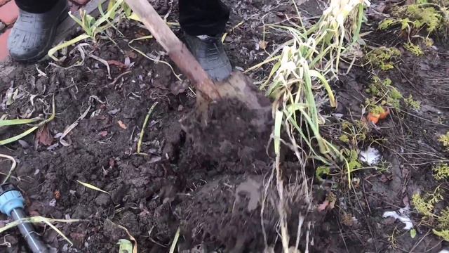 #2 Как я выращивал Лук Парей и Морковь смотреть онлайн