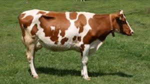 Бычки и Коровы Симментальской породы | Мясо-молочные коровы | Мясное скотоводство | КРС | Симментал