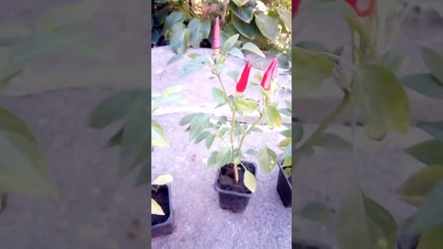 Как вырастить декоративный перец маленькое чудо смотреть онлайн