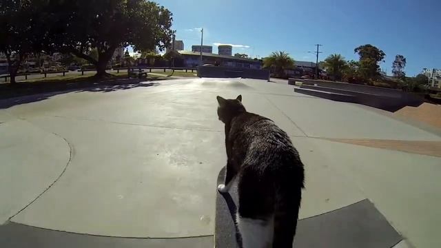 Кот и скейт смотреть онлайн