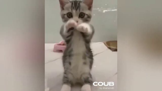 Подборка видео о сфинксах #1 смотреть онлайн