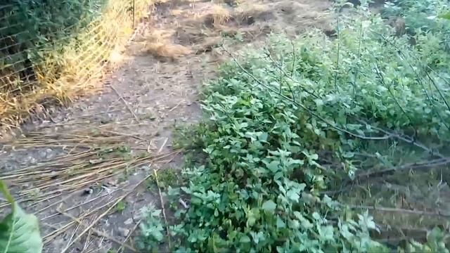 Какой высоты должна быть ограда для кур смотреть онлайн