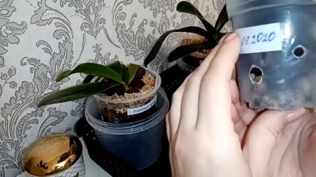 Мои новые орхи!!!!!!!!!!!! смотреть онлайн