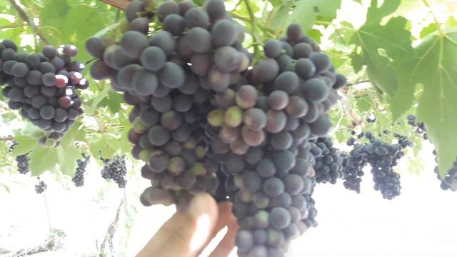 Charos uzumi uzulyabdi exportga смотреть онлайн